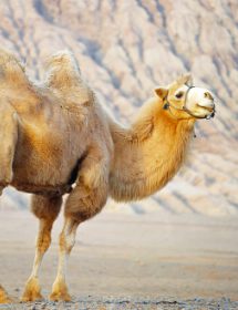 Naturhaarbettdecke Traumina Exklusive Camel